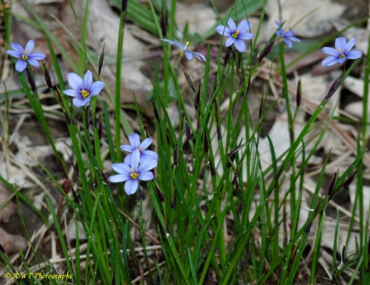 {Sisyrinchium atlanticum}